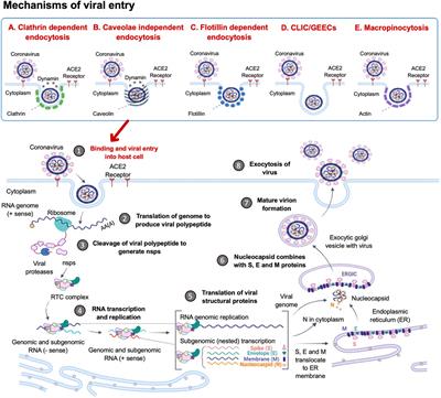 Host cell stress response as a predictor of COVID-19 infectivity and disease progression